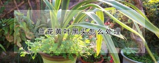 兰花黄叶黑尖怎么处理,第1图