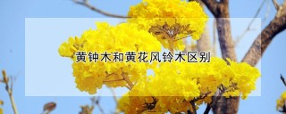 黄钟木和黄花风铃木区别,第1图