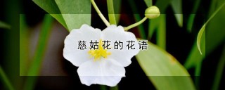 慈姑花的花语,第1图