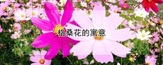 格桑花的寓意,第1图