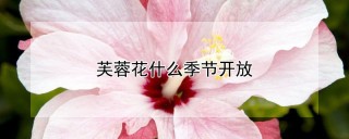 芙蓉花什么季节开放,第1图