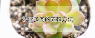 蒂亚多肉的养殖方法,第1图