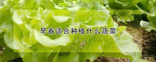 早春适合种植什么蔬菜,第1图