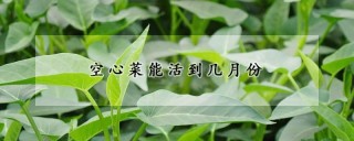 空心菜能活到几月份,第1图