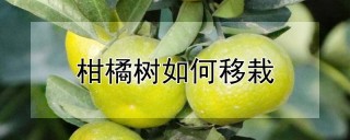 柑橘树如何移栽,第1图