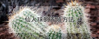 仙人球的养殖方法,第1图