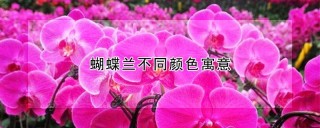 蝴蝶兰不同颜色寓意,第1图