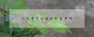 七叶莲可以放在卧室里吗,第1图