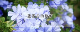 蓝雪花的修剪,第1图