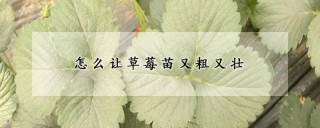 怎么让草莓苗又粗又壮,第1图