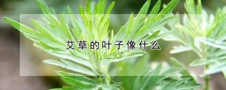 艾草的叶子像什么,第1图