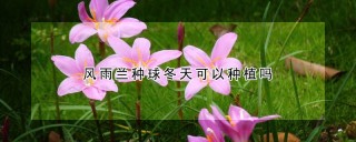 风雨兰种球冬天可以种植吗,第1图