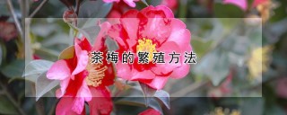 茶梅的繁殖方法,第1图