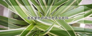 一直在室外的吊兰冬天会死吗,第1图