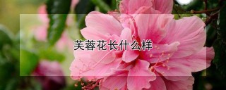 芙蓉花长什么样,第1图