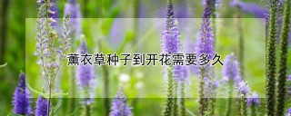 薰衣草种子到开花需要多久,第1图