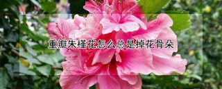 重瓣朱槿花怎么总是掉花骨朵,第1图