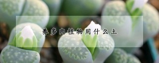 养多肉植物用什么土,第1图