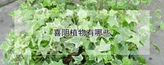 喜阴植物有哪些,第1图