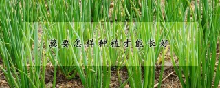 葱要怎样种植才能长好,第1图