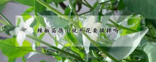 辣椒苗很小就开花要摘掉吗,第1图