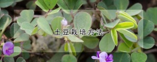 土豆栽培方法,第1图