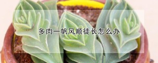 多肉一帆风顺徒长怎么办,第1图