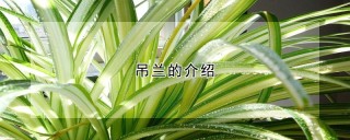 吊兰的介绍,第1图