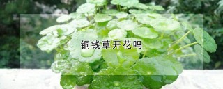 铜钱草开花吗,第1图