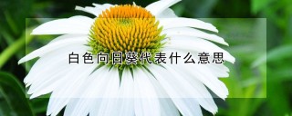 白色向日葵代表什么意思,第1图