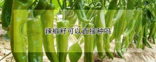 辣椒籽可以直接种吗,第1图