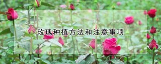 玫瑰种植方法和注意事项,第1图