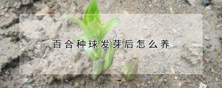 百合种球发芽后怎么养,第1图