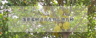 菠萝蜜树适合在什么地方种,第1图