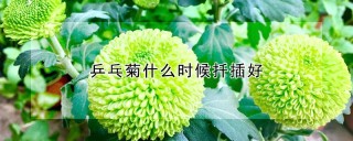 乒乓菊什么时候扦插好,第1图