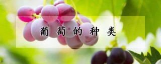 葡萄的种类,第1图