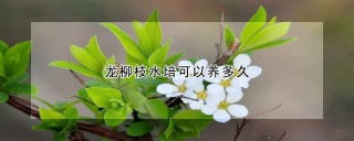 龙柳枝水培可以养多久,第1图