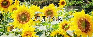 七月开什么花,第1图