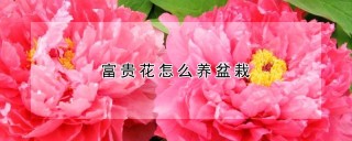 富贵花怎么养盆栽,第1图