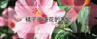 橘子皮浇花的害处,第1图