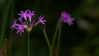 紫娇花和韭菜的区别,第1图