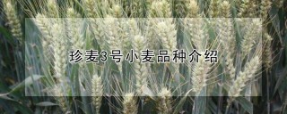 珍麦3号小麦品种介绍,第1图