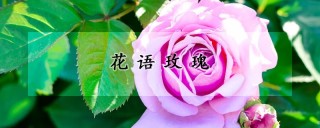 花语玫瑰,第1图