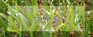 怎么种大蒜?,第1图