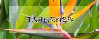 冬天开的花的名称,第1图