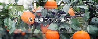 沃柑种子可以种吗,第1图