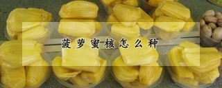 菠萝蜜核怎么种,第1图