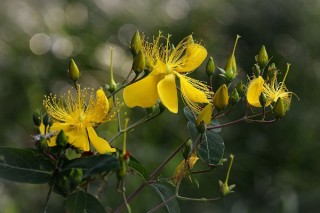 金丝桃花花语,第2图