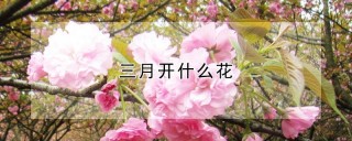 三月开什么花,第1图