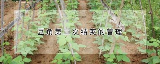 豆角第二次结荚的管理,第1图